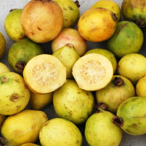 Psidium guajava (Guayaba) - polpa gialla [H. 70-90 cm.]