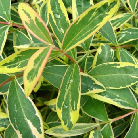 Hypericum calycinum "Carnival" [Vaso 19cm]