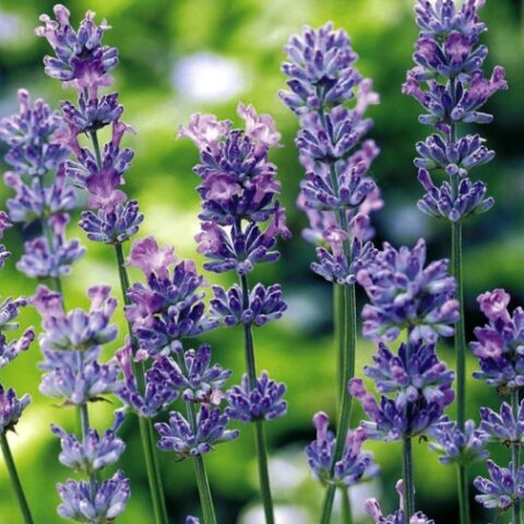 Lavandula angustifolia "Little Lady" (Lavanda) [Vaso 12cm]