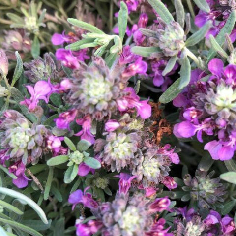 Teucrium ackermannii [Vaso 18cm]