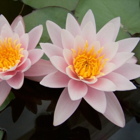 Nymphaea "Marliacea Carnea" (Ninfea) [Vaso 11x11cm]
