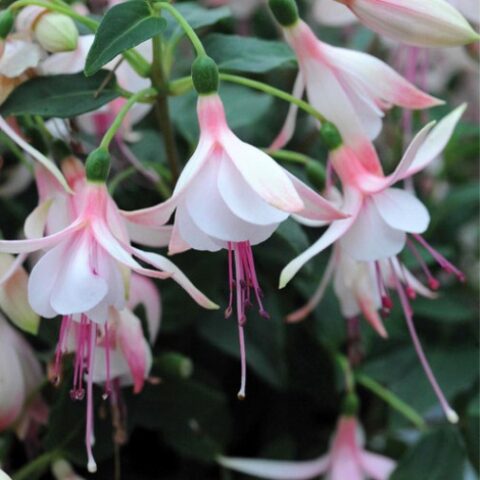 Fuchsia "Bella Sophia" [Vaso 8/10cm]