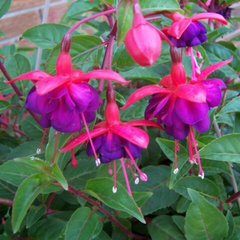 Fuchsia "Dollar Princess" [Vaso 8/10cm]