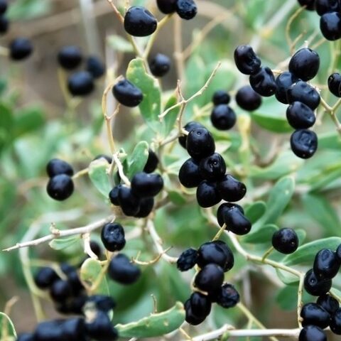 Goji Nero (Lycium ruthencium murr) [Vaso 1,5 Litri]
