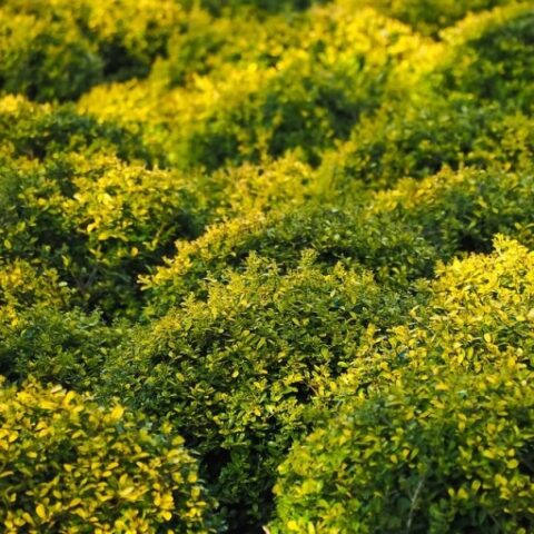 Buxus sempervirens (Bosso) [Vaso 20cm | H. 50 cm.]