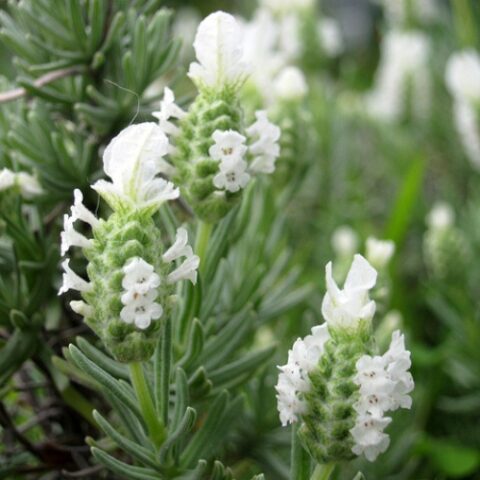 Lavandula stoechas "Snowman" (Lavanda) [Vaso 18cm]