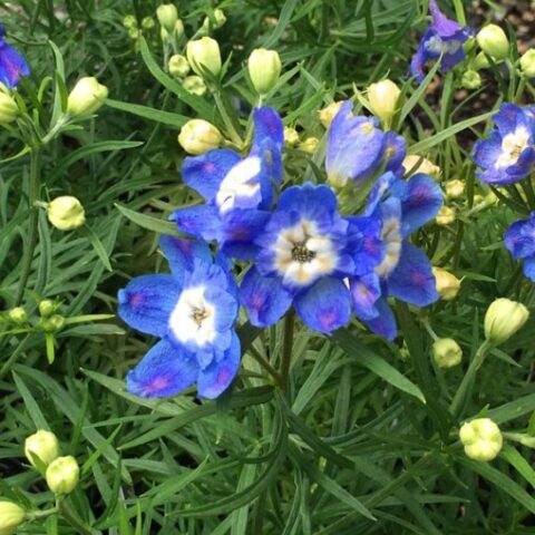Delphinium grandiflorum "Summer Cloud" (Delfinio) [Vaso 8/10cm]