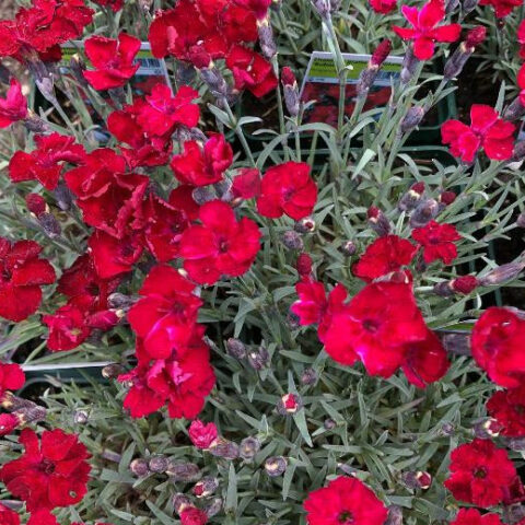 Dianthus gratianopolitanus "Rubin" [Vaso 18cm]