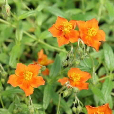 Helianthemum hybridum "Jack Scott" [Vaso 18cm]
