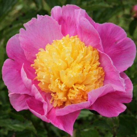 Paeonia x lactiflora "Mr. G.F. Hemerik" (Peonia) [Vaso 18cm]