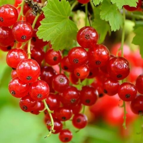 Ribes Rosso "Rovada" [Vaso 1,5 Litri]