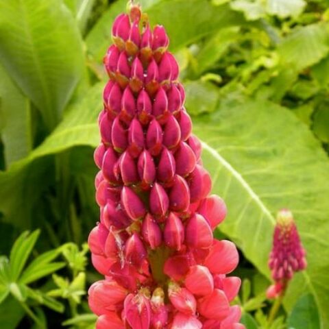 Lupinus "The Pages" (Lupino) [Vaso 11cm]