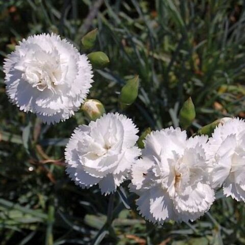 Dianthus plumarius "Haytor" [Vaso 18cm]