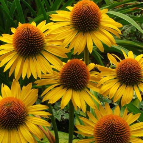 Echinacea purpurea "Maui Sunshine" [Vaso 20cm]