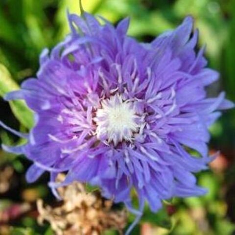 Scabiosa caucasica "Witwenblume" [Vaso 8/10cm]