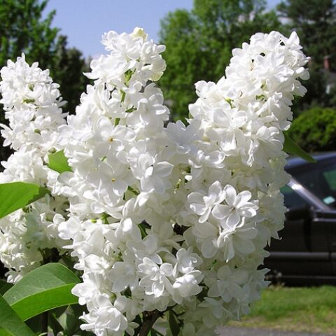 Syringa vulgaris "Miss Ellen Willmott" (Lill) [Vaso 24cm]