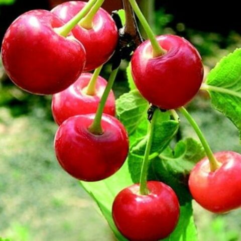 Ciliegio nano "Cherry Me" [Vaso 24cm]