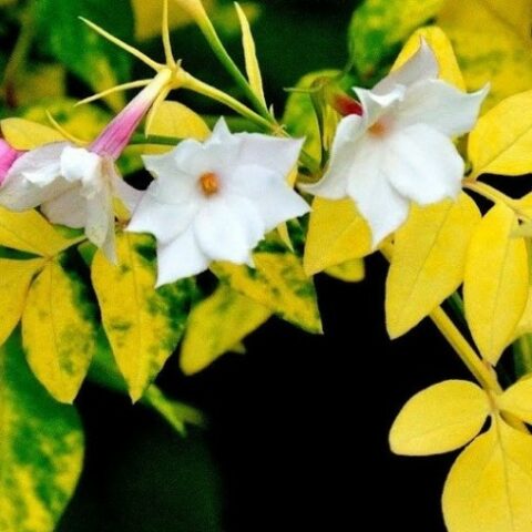 Jasminum officinale "Fiona Sunrise" (Gelsomino) [Vaso 18cm]