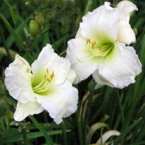 Hemerocallis "Gentle Shepherd" [Vaso 8/10cm]