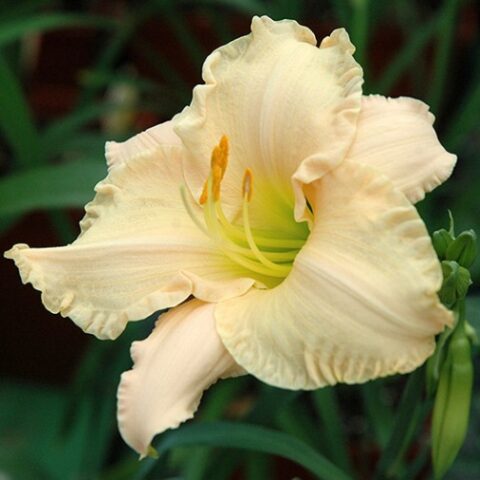 Hemerocallis "Lullaby Baby" [Vaso 8/10cm]