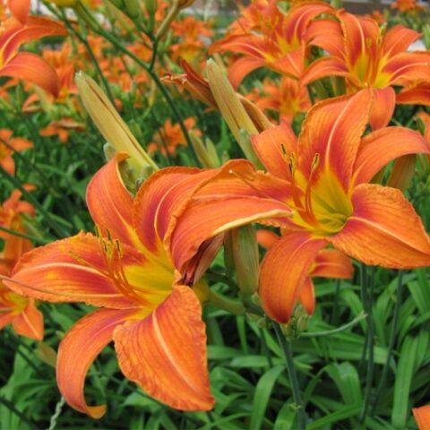 Hemerocallis "Orange Butterfly" [Vaso 8/10cm]