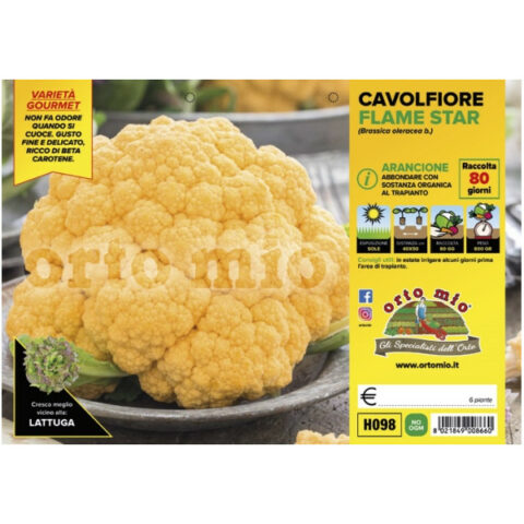 Cavolfiore arancione "Flame Star F1" [1 Plateaux da 6]