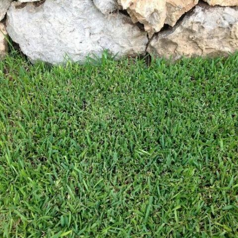 Paspalum Notatum - Gramignone (Semente) [100 gr]