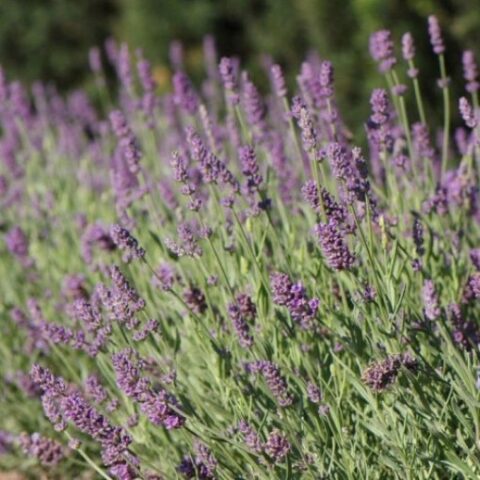 Lavandula angustifolia "Ellagance Purple" (Lavanda) [Vaso 17cm]