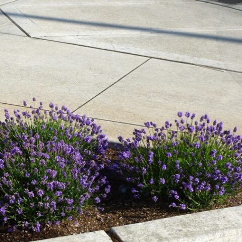 Lavandula angustifolia "Thumbelina Leigh" (Lavanda) [Vaso 17cm]