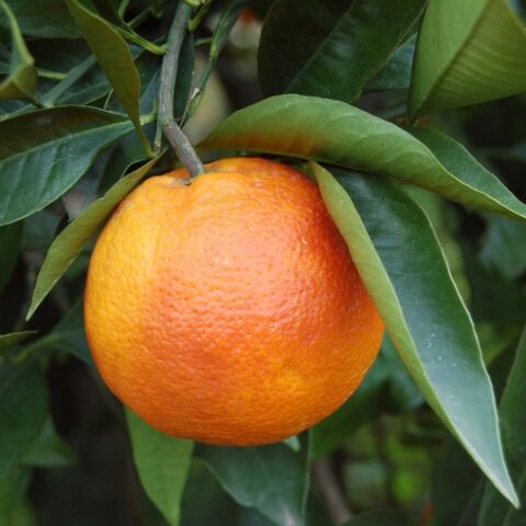 Arancio Moro (Citrus sinensis "Moro") [Vaso 20cm]