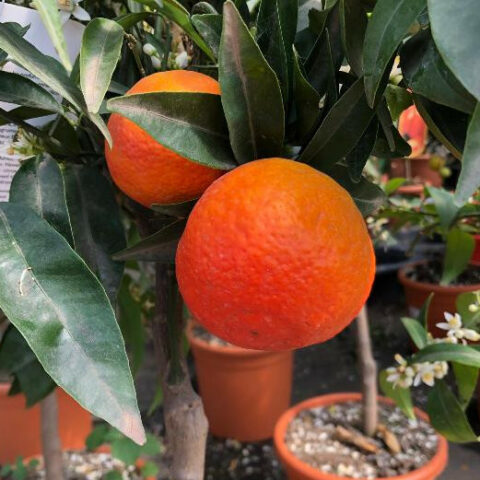 Clementino Rubino (Citrus clementina "Rubino") [Vaso 20cm]