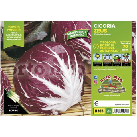 Cicoria e Radicchio Rosso di Chioggia autunnale "Zeus" [1 Plateaux da 9]