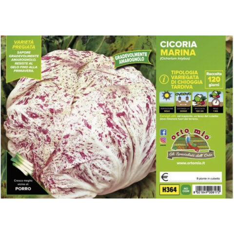 Cicoria e Radicchio variegatodi Chioggia "Marina" [1 Plateaux da 9]