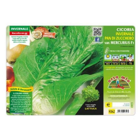 Cicoria e Radicchio Pan di zucchero invernale "Mercurius F1" [1 Plateaux da 9]