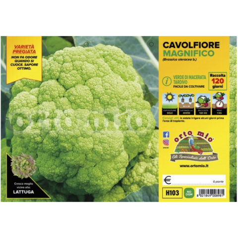 Cavolfiore Macerata tardivo "MagnificoF1" [1 Plateaux da 6]