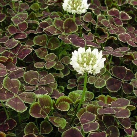 Trifolium repens "Pentaphyllum" [Vaso 18cm]