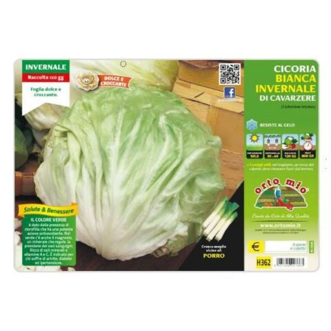 Cicoria e Radicchio invernale bianca di Cavarzere [1 Plateaux da 9]