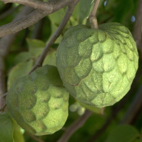 Annona cherimola "Fino de Jete" [H. 160-190 cm.]
