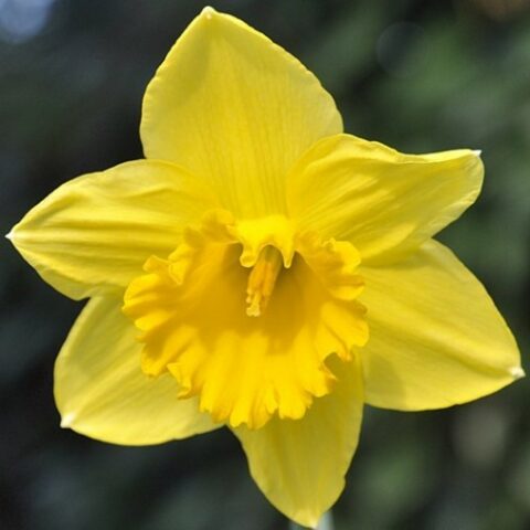 Narciso Dutch Master (5 BULBI)