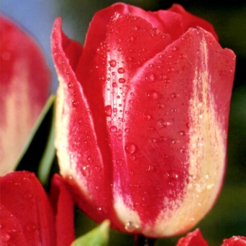 Tulipano Ajax (5 BULBI)