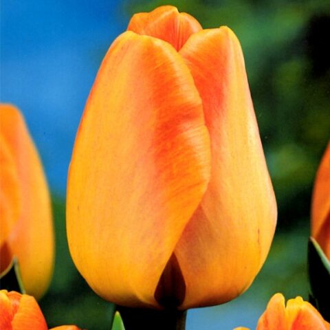 Tulipano Daydream (5 BULBI)
