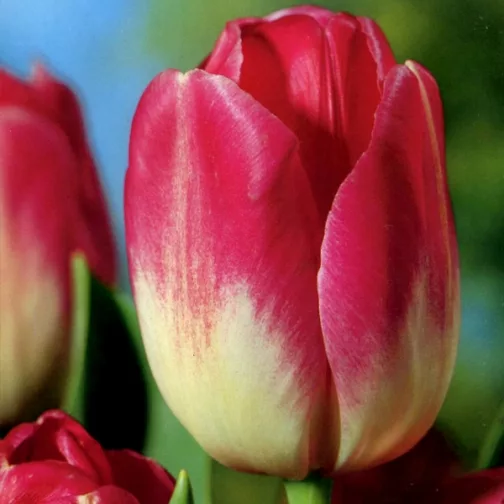 Tulipano Preludium (5 BULBI)