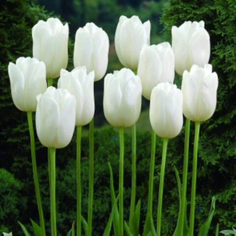 Tulipano Darwin Wildhof (10 BULBI)