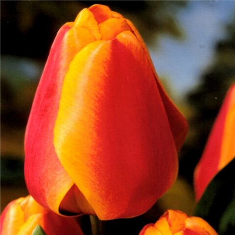 Tulipano Darwin Apeldoorn's Elite (8 BULBI)
