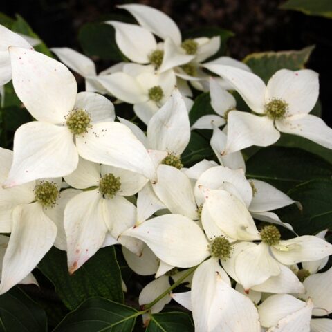 Cornus kousa "Jasmine" [Vaso 26cm]