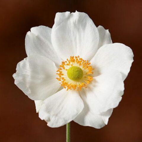 Anemone hupehensis var. japonica "Herbstanemone Weiss" [Vaso 8/10cm]
