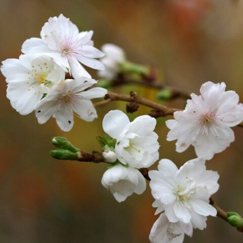 Prunus x subhirtella "Autumnalis" (Ciliegio da fiore) [H. 100+ cm.]