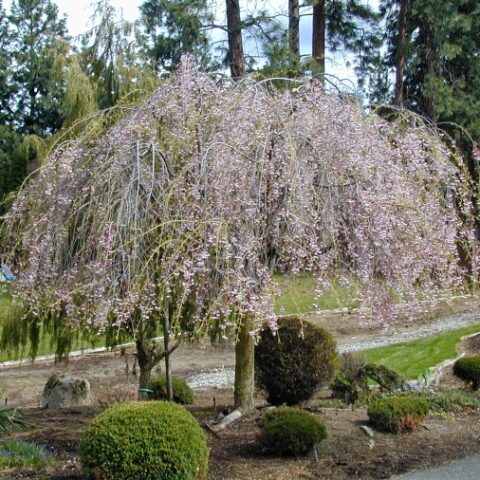 Prunus x subhirtella "Pendula" (Ciliegio da fiore) [H. 175-200 cm.]