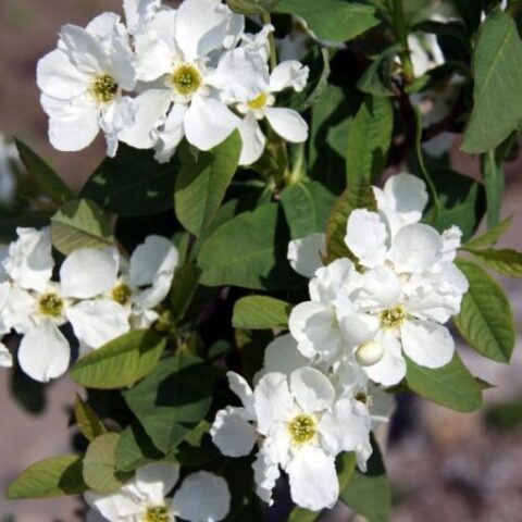 Exochorda serratifolia "Snow White" [Vaso 24cm]