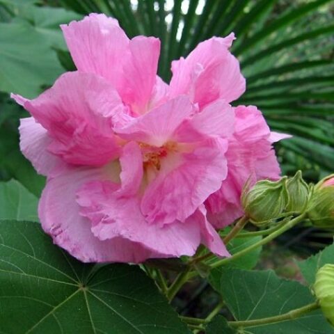 Hibiscus syriacus "Roseus Plenus" (Ibisco) [Vaso 18cm]